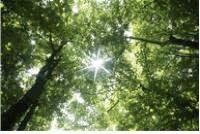 trees2.jpg