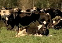cows2