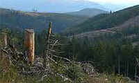 clearcutting