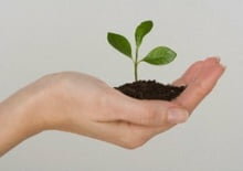 plant in hand