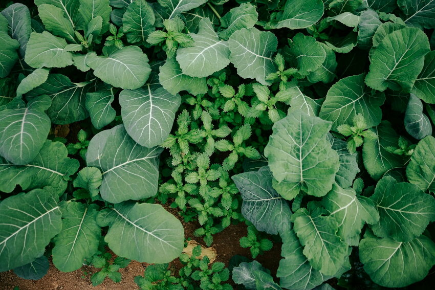 <strong>Tricot trials have involved over 150,000 farmer-managed plots across multiple continents, testing a wide range of crops including cereals, legumes, vegetables, and tubers. </strong>(Photo Credit: Unsplash.com)