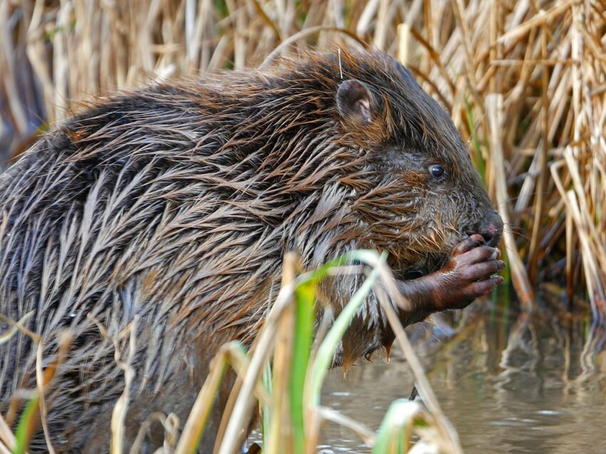 <strong>Beavers are nature's engineers, capable of felling trees up to 30 cm in diameter to build dams that can transform landscapes and create diverse wetland habitats. </strong>(Photo Credit: dorset wildlife trust james burland)