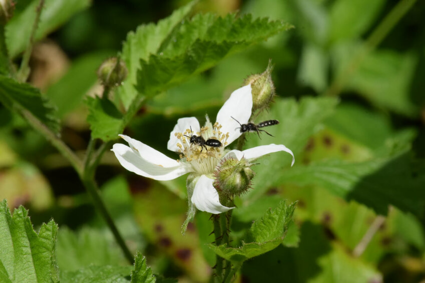 <strong>Sweat bees, tiny insects often mistaken for flies, are attracted to human perspiration and can drink sweat for its salt content. Despite their small size (some species are less than 1/4 inch long), these metallic-colored bees are important pollinators for many wildflowers and crops.</strong>(Photo Credit: Unsplash.com)