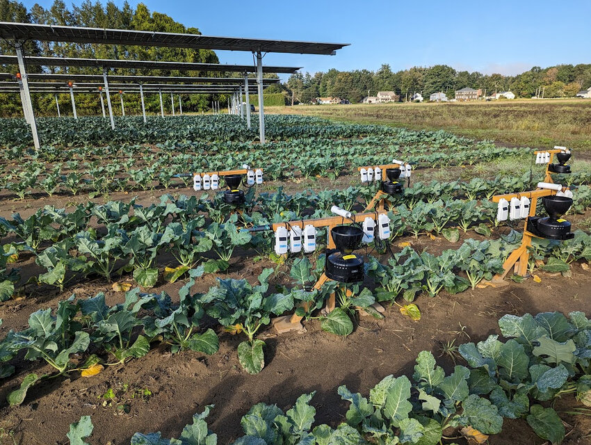 Solar arrays among broccoli plants and monitoring equipment in Hadley, Mass.