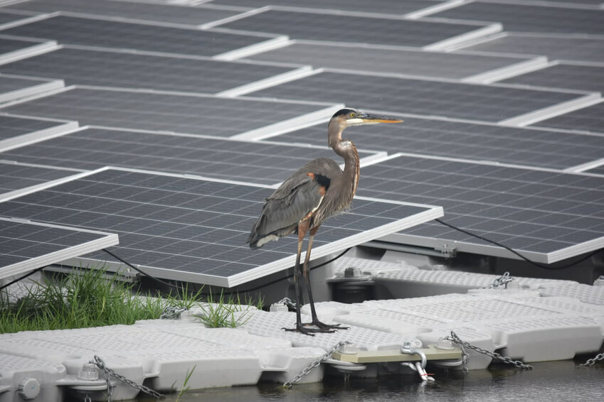 A great blue heron is among the species found among FPV projects.