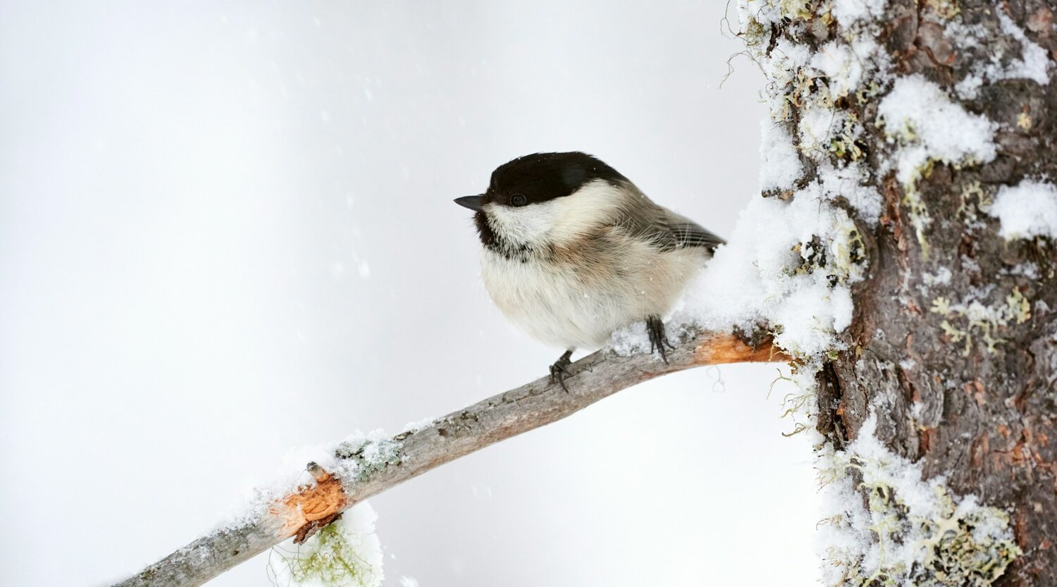 Acoustic Monitoring Enhances Forest Management Strategies Acoustic Monitoring Enhances Forest Management Strategies