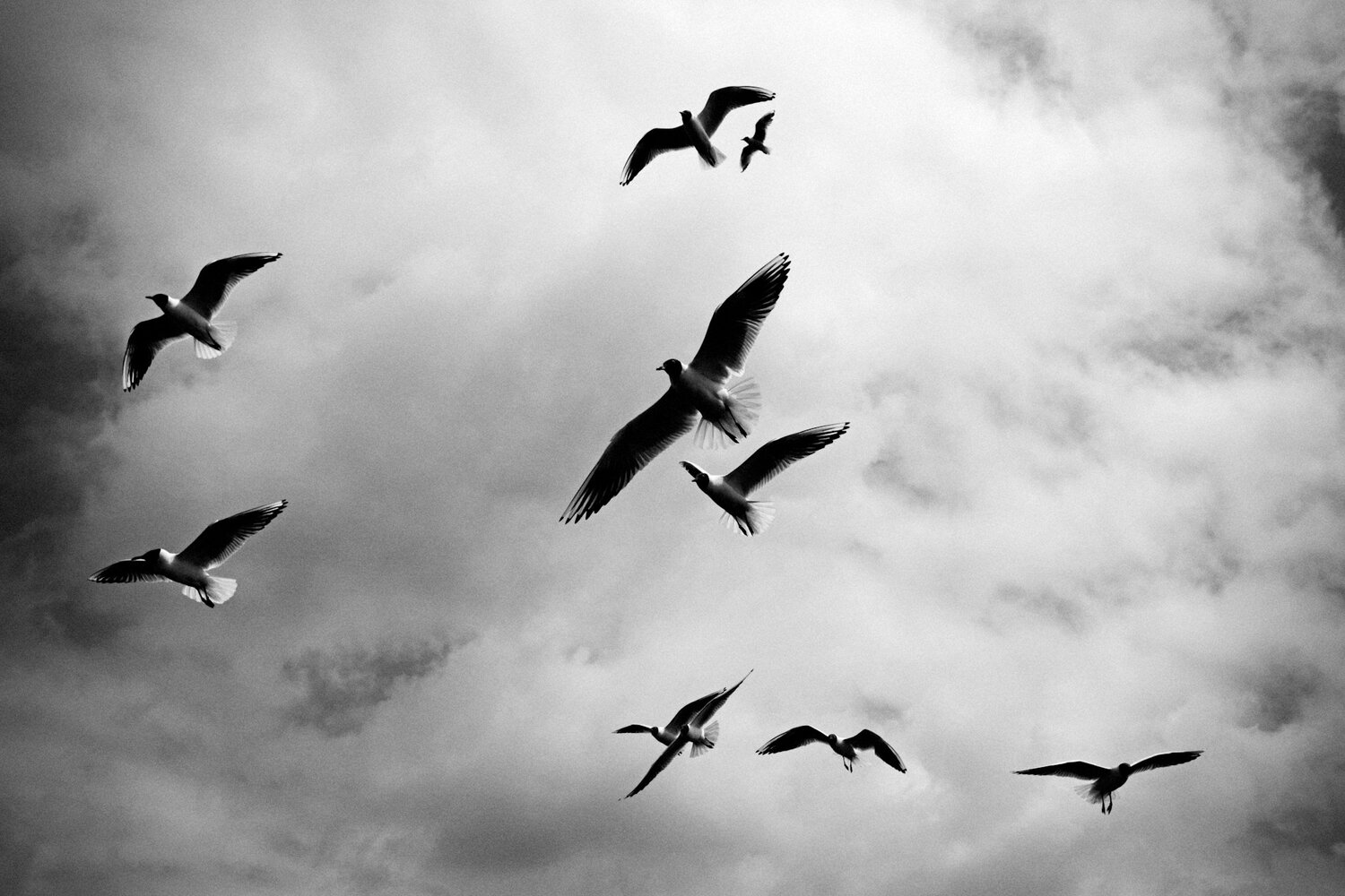 High-Res Bird Data Uncovers Hidden Population Declines - Environment+Energy Leader