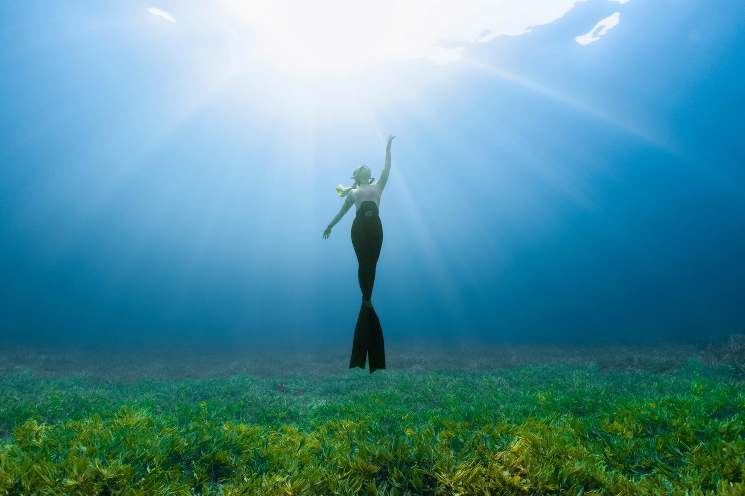 Seagrass: The Ocean's Unsung Hero - Environment+Energy Leader