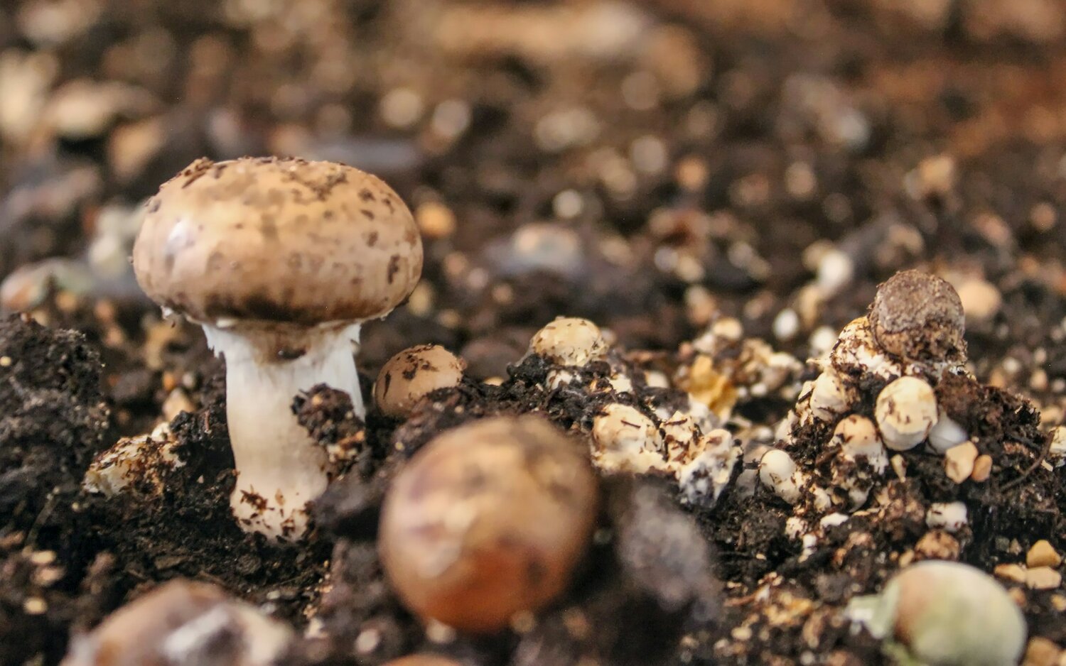 Syngenta Links Fungi With Farm Carbon Revenue Opportunities.