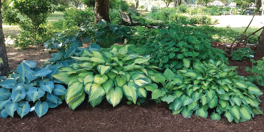 Murphy&rsquo;s Gardens has many display gardens that showcase some of the hosta plants that are available for purchase in the hosta greenhouse.