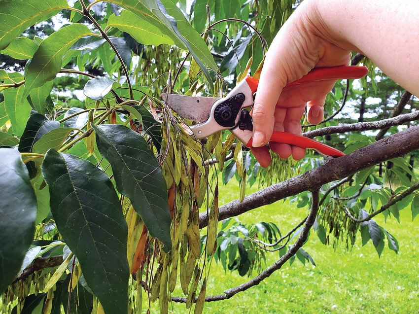 Ash tree seeds need to be cut down by pruners, not picked up from the ground.