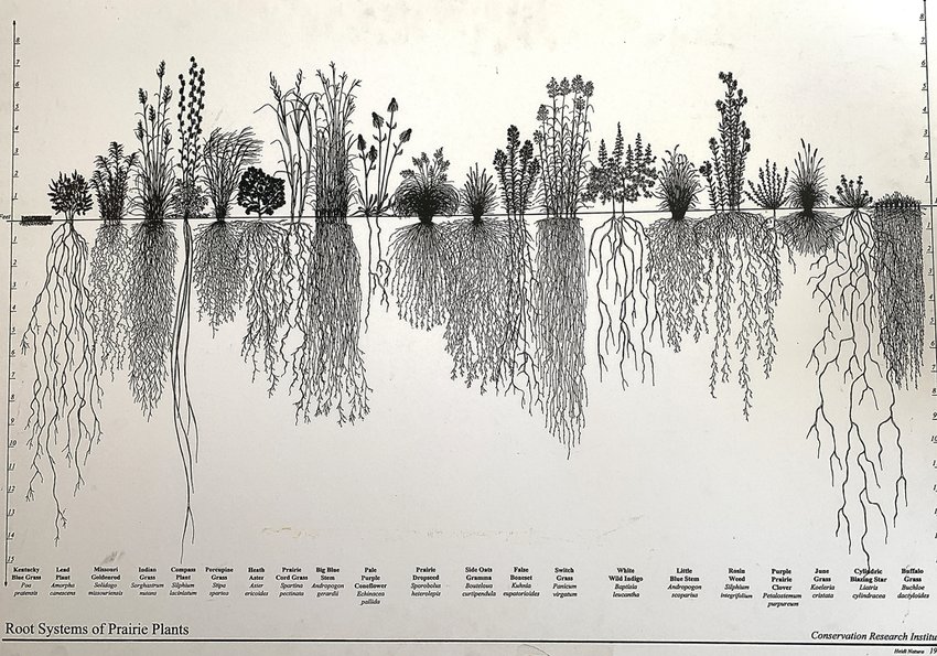 The root systems of the prairie run deep, up to 14 feet into the ground.