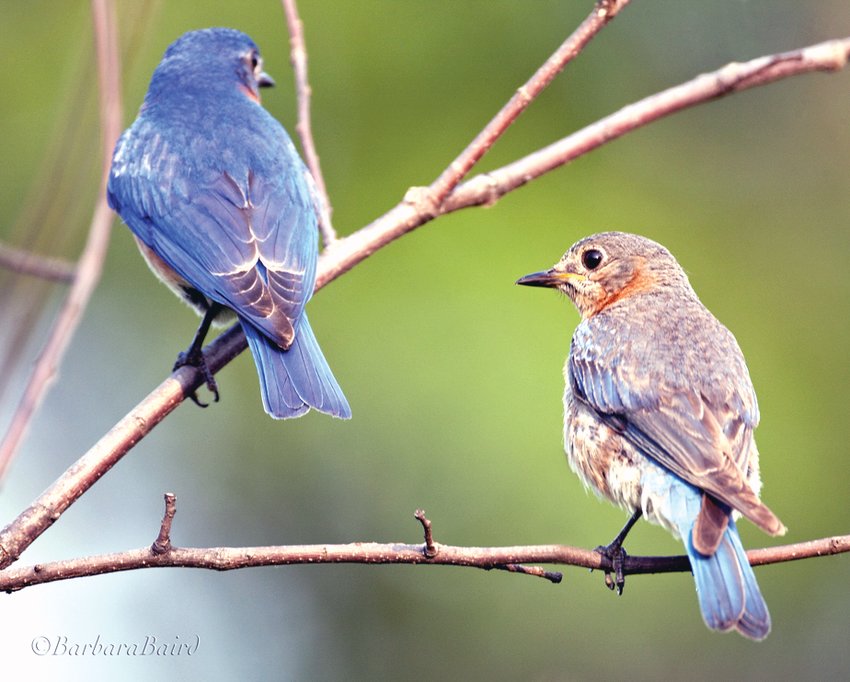 The Dubuque Audubon Society is hosting a free bluebird presentation by Jessica Carryer, Jo Daviess County Conservation Foundation&rsquo;s education director, 6-7 p.m., Thursday, Nov. 10 at E.B. Lyons Interpretive Center, Mines of Spain State Park, 8991 Bellevue Heights Road, Dubuque, Iowa. Learn about the ideal bluebird habitat and how to monitor nest boxes during nesting season. JDCF has collected data on nesting locations, brood size, predation, and fledglings. RSVPs not needed.