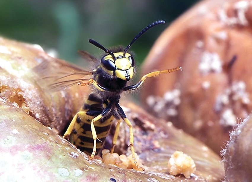 German wasp.