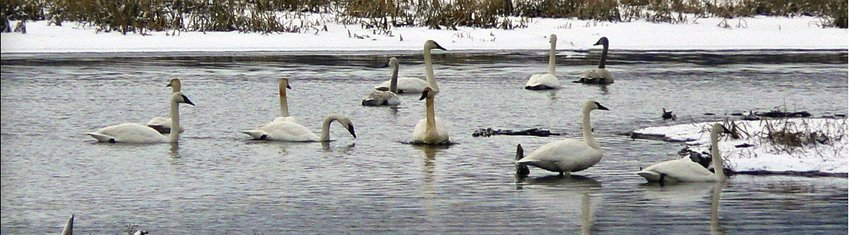 Migrating trumpet swans.