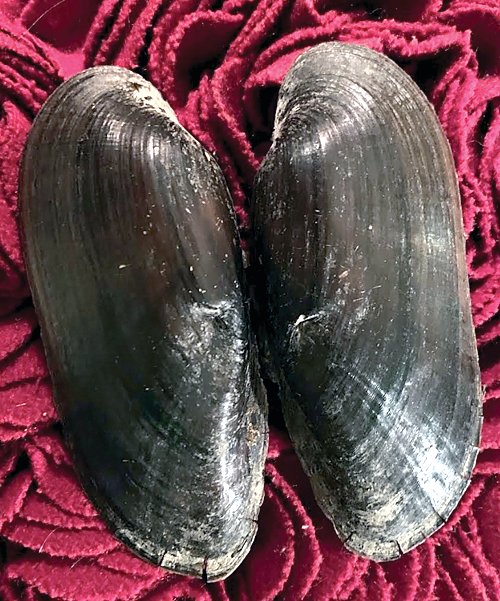 The exterior of the black sandshell clam.