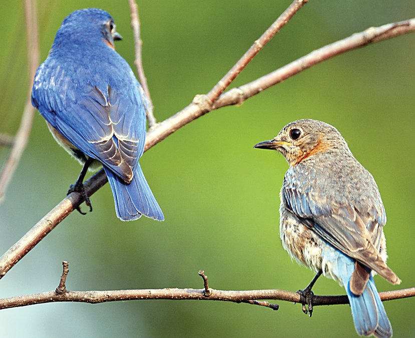 Bluebirds is the topic of the free workshop, Bluebirds and You. The photo depicts a pair of Eastern bluebirds perched on a branch.