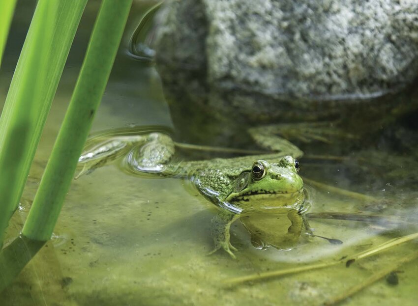 On Friday, April 21, bring the family to the Jo Daviess Conservation Foundation&rsquo;s annual frog walk beginning on the east side of the Meeker Street footbridge along the Galena River Trail, Galena at 6 p.m. Participants will learn about the difference between frogs and toads as well as how to identify them by their sound or &ldquo;call.&rdquo; The event is free to attend. RSVPs are not needed. This is a catch and release event. Parking is available on Park Avenue and Jefferson Street. The frog walk is subject to weather-related postponement or cancellation. Check JDCF&rsquo;s website or Facebook page for updates. Rain date is April 28.