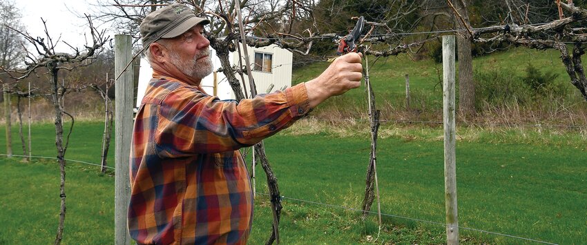 Ed Strenski walks down the row pruning the vines.