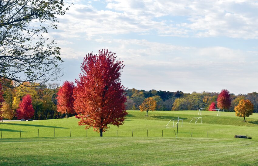 Red maple trees stand out against the green soccer fields at James H. Wienen Memorial Park on North Ferry Crossing Landing Road in Galena.