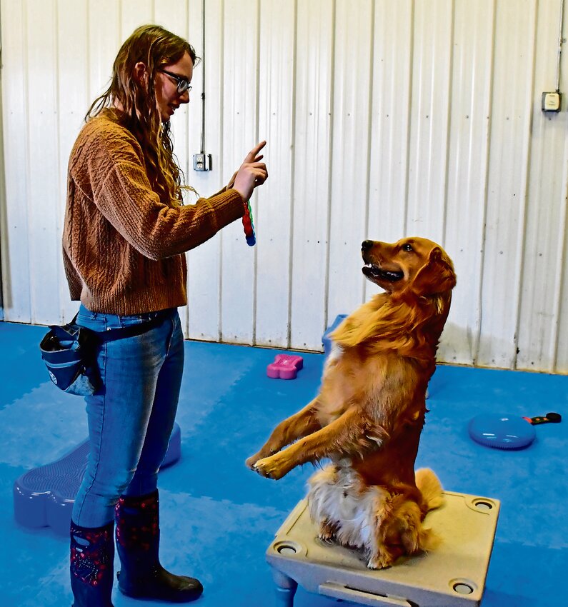 Kristin Angel can help train dogs in her training room. Here, her dog, Jupiter, demonstrates a trick he learned.