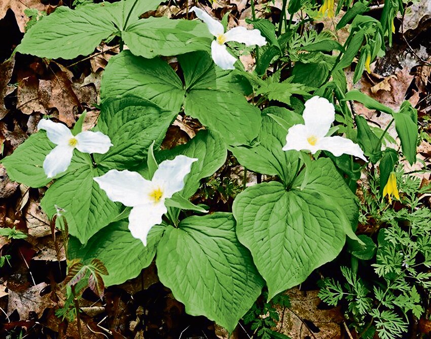 Trillium is a wildflower that blankets woods in the spring.