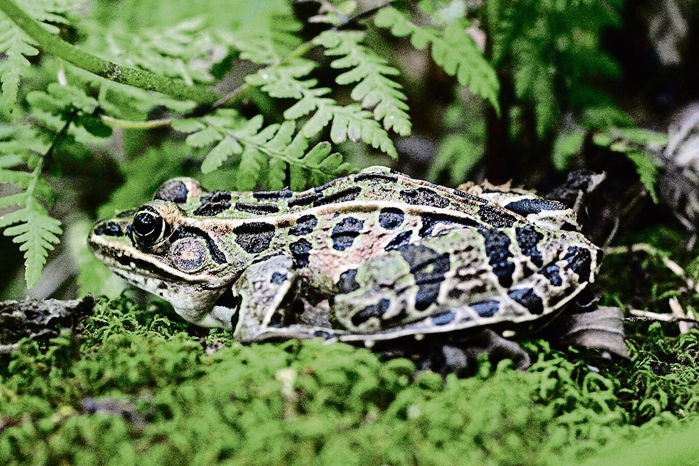 JDCF to host annual frog walk on Galena River Trail | Galena Gazette