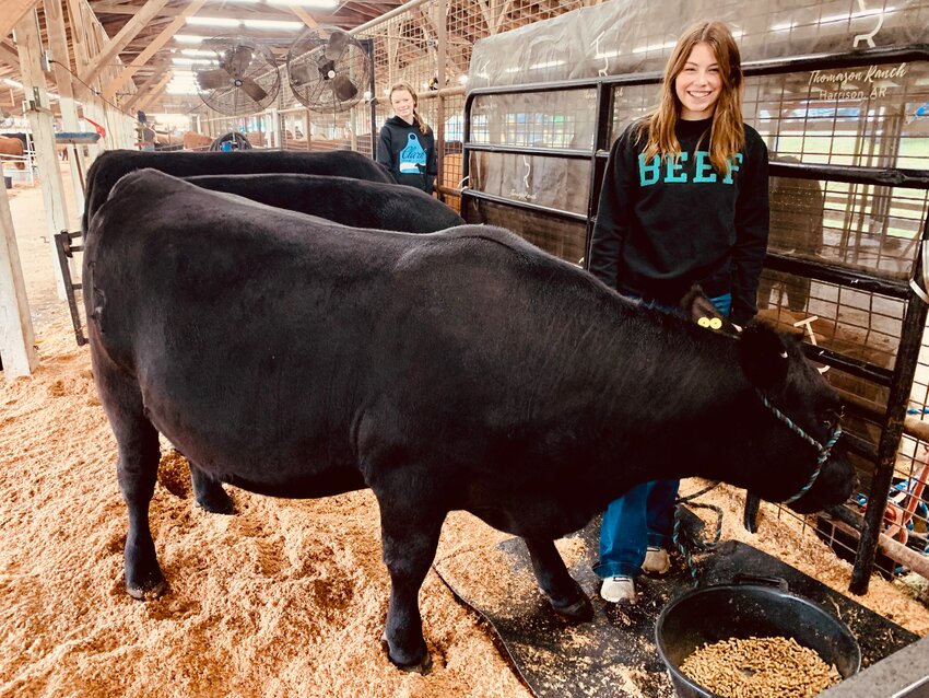 Ava Thomason (front, right) and her sister Ruby prepare their livestock for showing at the Boone County Fair Wednesday afternoon. Ava is a member of the Harrison FFA and Ruby is a member of the Valley Springs 4-H Club.