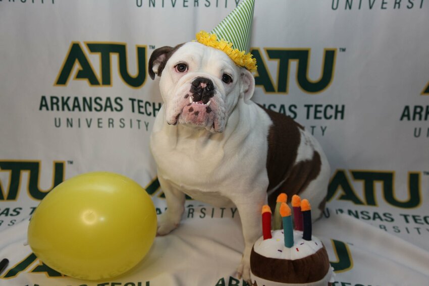 Arkansas Tech University campus ambassador Jerry the Bulldog turns one on Friday.