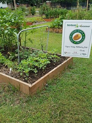 First United Methodist Church in Pine Bluff participates in the Cooperative Extenion Service's free soybean seeds program, growing the popular Arkansas crop in their church garden. CONTRIBUTED PHOTO