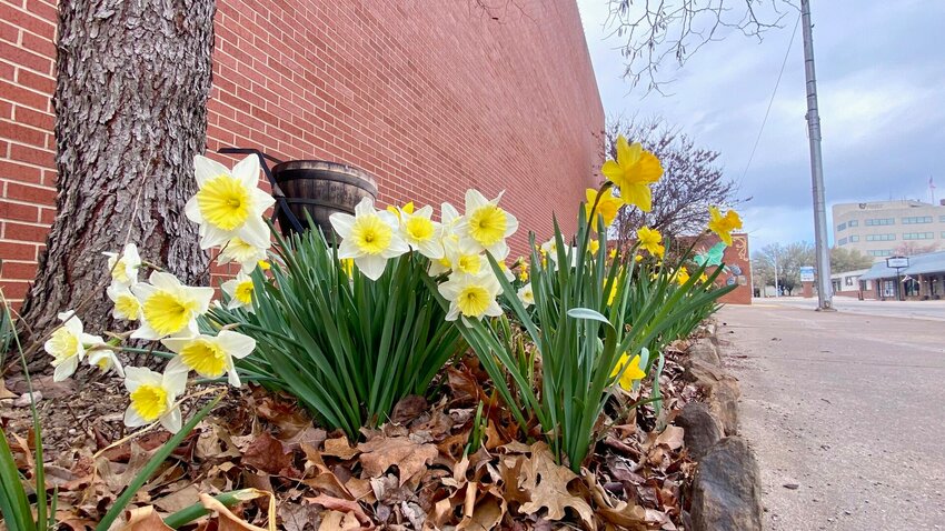 Daffodils bloom in a bed managed by the Boone County Master Gardeners, on the corner of Rush and Main Street in Harrison, Tuesday, Feb. 27. LORETTA KNIEFF / STAFF