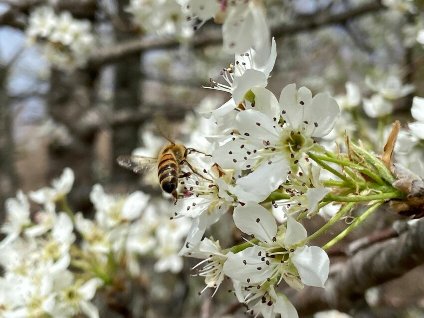 A bee visits a blossom on Tuesday, Feb. 5. Spring is not yet in full swing but has begun peaking around the corner. LORETTA KNIEFF / STAFF