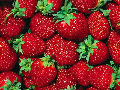 Early arrival of Arkansas strawberries means they will taste sweeter. The season will peak a couple of weeks earlier this year. CONTRIBUTED PHOTO