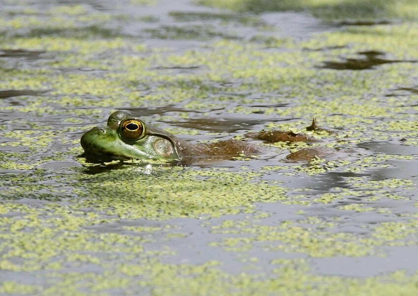 Bullfrog season kicked off April 15 and runs through Dec. 31. The limit is 18 frogs per night. AGFC photo.&nbsp;CONTRIBUTED PHOTO / AGFC