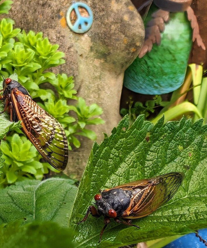 Cicadas in Newton County, May 6. Experts inform that this year will see a large population of cicadas active, due to an uncommon emergence of two broods at once. CONTRIBUTED PHOTO
