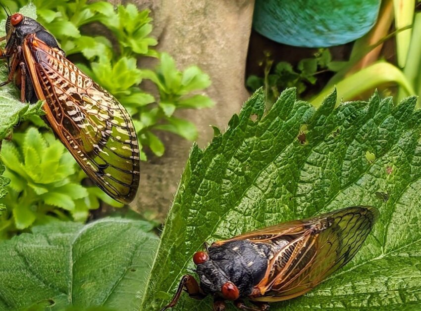 Cicadas in Newton County, May 6. Experts inform that this year will see a large population of cicadas active, due to an uncommon emergence of two broods at once. CONTRIBUTED PHOTO