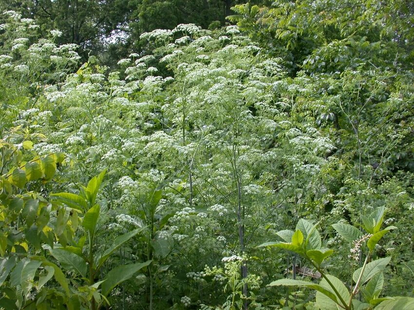 Poison hemlock grows as much as ten feet tall and can frequently be spotted in pastures and along roadsides. CONTRIBUTED PHOTO 