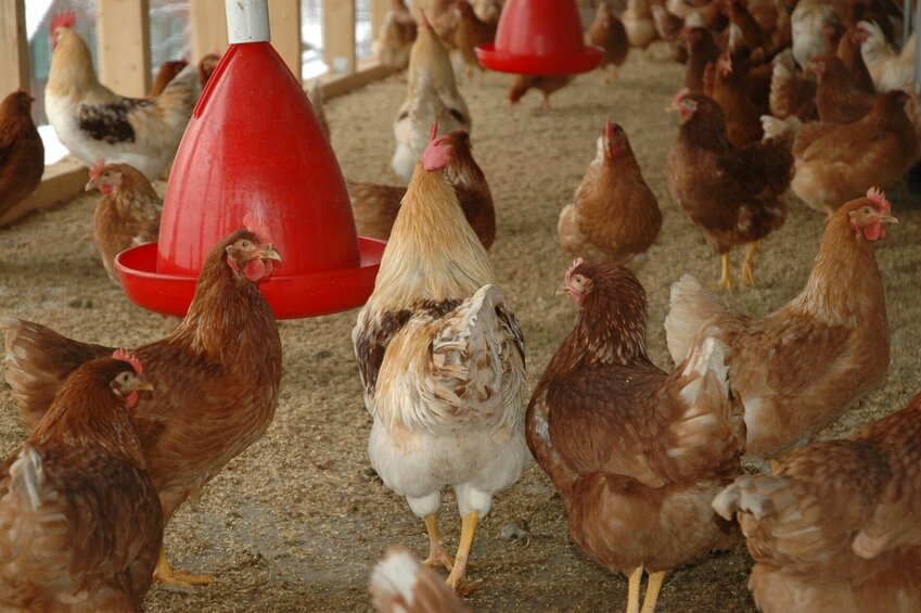 Avian flu has been found in both commercial and backyard flocks like the one seen here. CONTRIBUTED PHOTO
