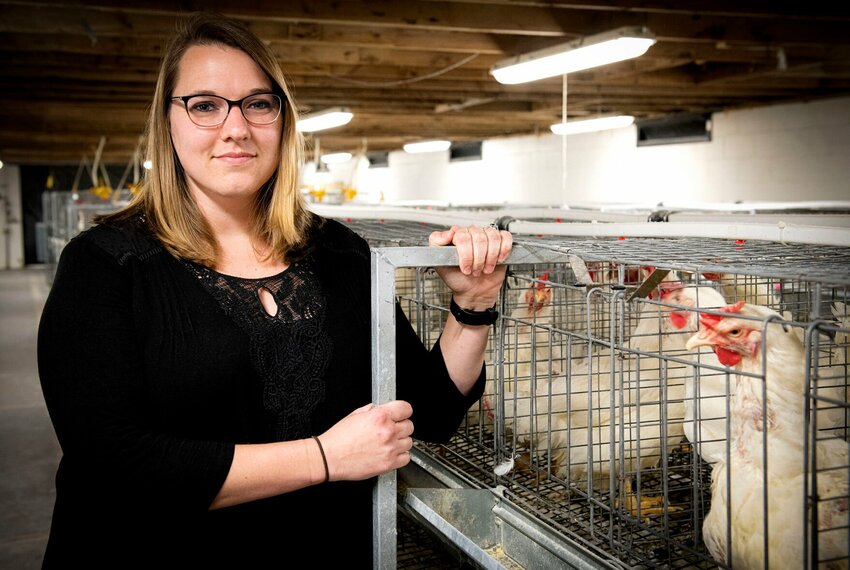 Sara Orlowski, an associate professor of poultry science, compared water intake and food conversion ratios in chickens bred for high, low and normal levels of water efficiency. CONTRIBUTED PHOTO