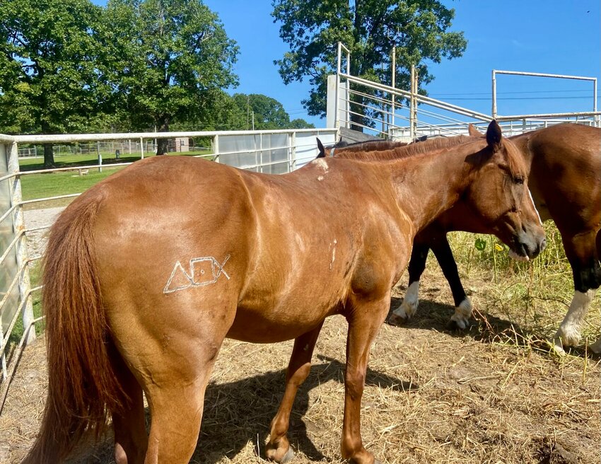 A horse named Playstation, named after the video game console with branding to match, travels with the White family. Joshua White shared that he believes all young people could benefit from some time spent with a Playstation like this. LORETTA KNIEFF / STAFF