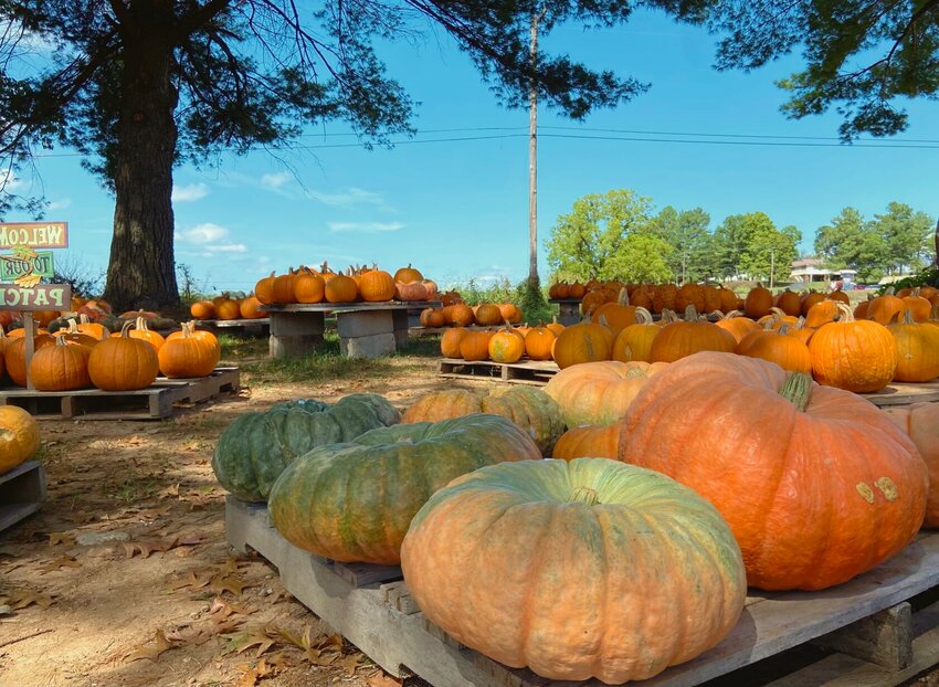 Pumpkins are piled up at Plants Etc. on HWY 7 South, just outside of Harrison. The autumn icons are appearing everywhere alongside flowers like mums, pansies, and other stars of the season. LORETTA KNIEFF / STAFF