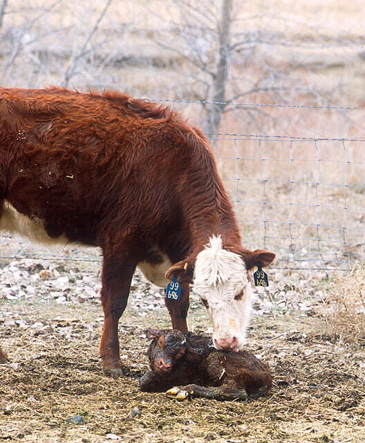 Minutes after giving birth, a 2-year-old beef cow attends to her newborn calf. CONTRIBUTED PHOTO