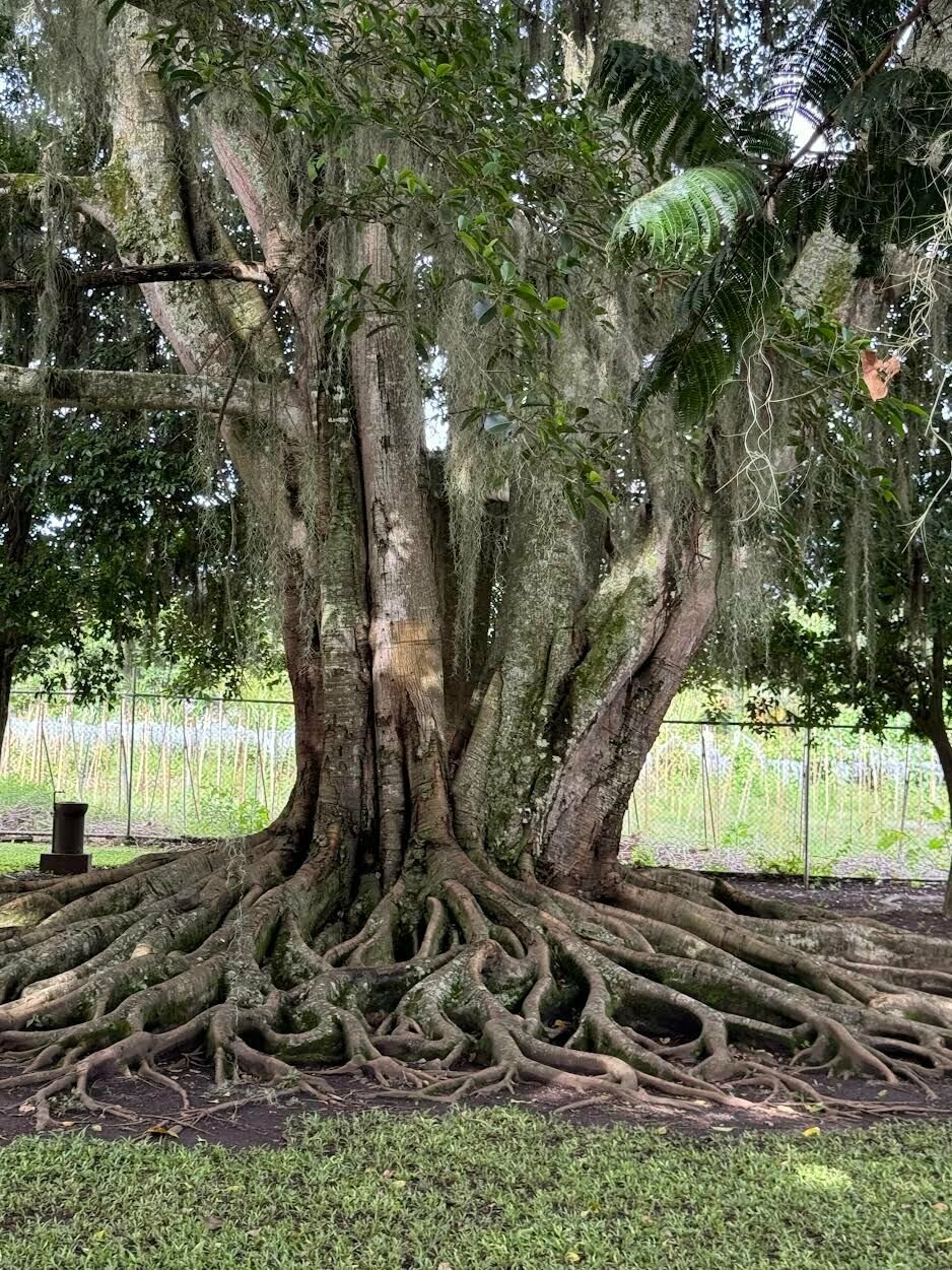 Horizontal roots serve a purpose - Harrison Daily