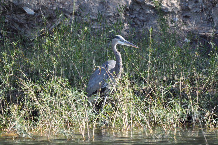 A Blue Heron stands in a bed of water willow. (Jeff Meek photo)