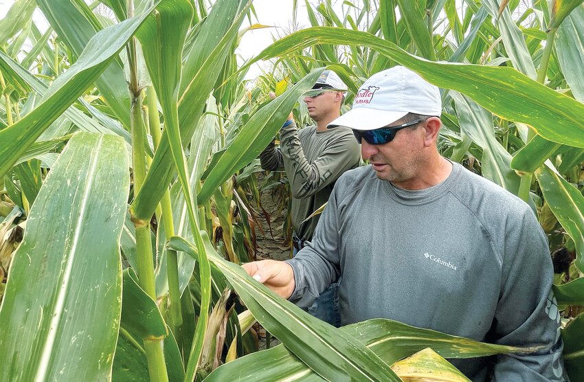 Mark Knodle of Fillmore and his son, Cody, count ears and stalks of corn in a field in East Fork Township on Monday morning, Aug. 21. The pair were part of a dozen volunteers that participated in the University of Illinois Extension&rsquo;s annual yield survey. In addition to counting ears and stalks, they also counted kernels and checked corn for disease.