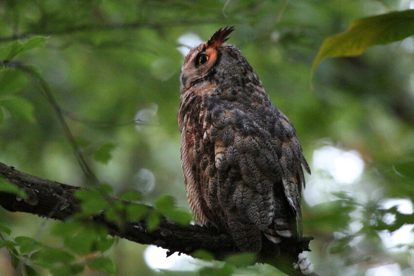 Glenshaw has been observing a pair of great horned owls in St. Louis&rsquo;s Forest Park since 2005. Pictured above is Charles, a male, great horned owl.