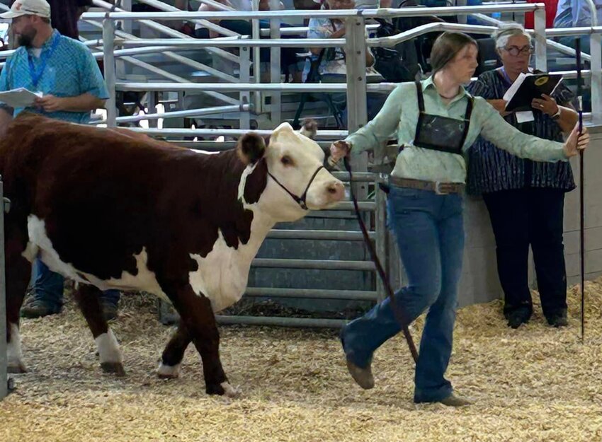 Montgomery County residents shared some of their finest projects during this year&rsquo;s Illinois State Fair, held Aug. 10-20 in Springfield. Kinley Stolte of Nokomis earned ribbons in the steer classes at the fair.