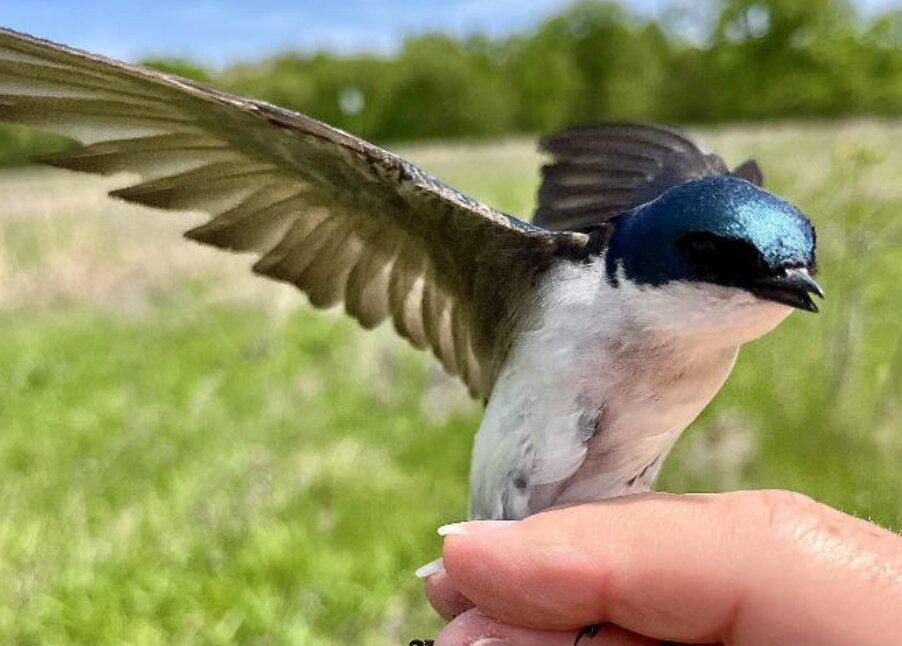 Banded Birds Migrate Back To Home | The Journal-News