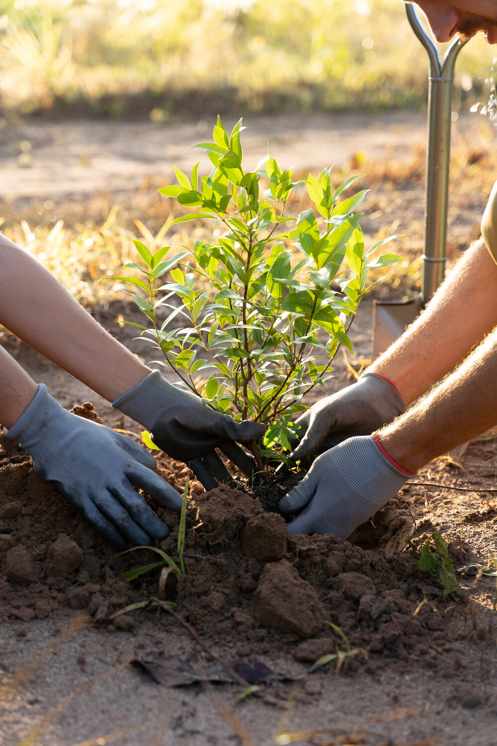 county-and-pseg-to-distribute-trees-for-earth-day-the-long-island-advance