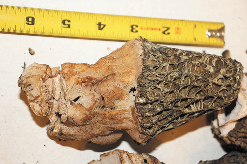 Trophy morel